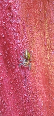 Salticidae