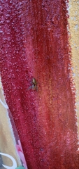 Salticidae