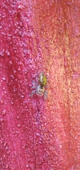 Salticidae