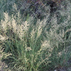 Eragrostis chloromelas