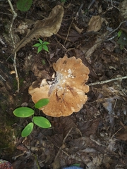 Albatrellus avellaneus