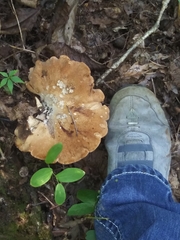 Albatrellus avellaneus