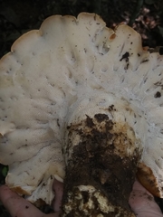 Albatrellus avellaneus