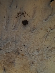 Albatrellus avellaneus