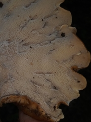 Albatrellus avellaneus