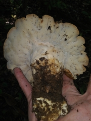 Albatrellus avellaneus