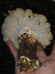 Albatrellus avellaneus