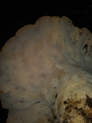 Albatrellus avellaneus