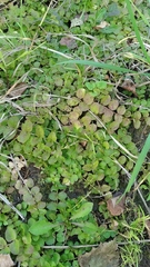 Lysimachia nummularia