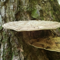 Ganoderma applanatum image