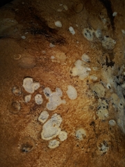 Albatrellus avellaneus