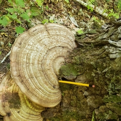 Ganoderma applanatum image