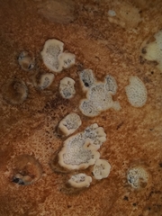 Albatrellus avellaneus