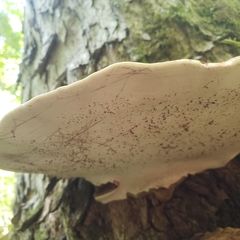 Ganoderma applanatum image