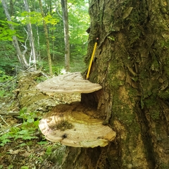 Ganoderma applanatum image