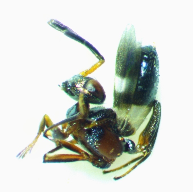 Anastatus reduvii
