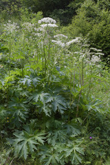 Heracleum asperum