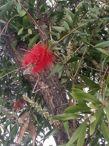 crimson bottlebrush (Callistemon citrinus)