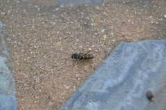 Xylotrechus antilope