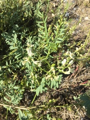 Astragalus tenellus