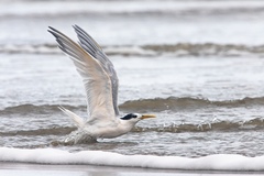 Thalasseus sandvicensis eurygnathus