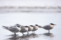 Thalasseus sandvicensis eurygnathus