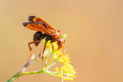Hemipepsis mauritanica