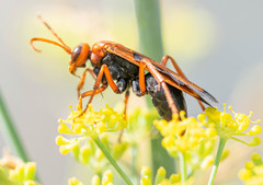 Hemipepsis mauritanica