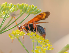 Hemipepsis mauritanica