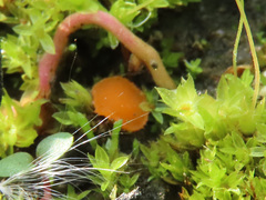 Octospora excipulata