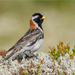 Lapland Longspur - Photo (c) Анна Голубева, some rights reserved (CC BY-NC-ND), uploaded by Анна Голубева