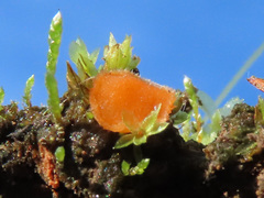 Octospora excipulata