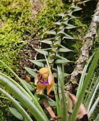 Dichaea muricatoides