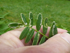 Liriomyza clianthi