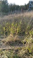 Phalaris arundinacea