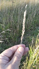 Phalaris arundinacea