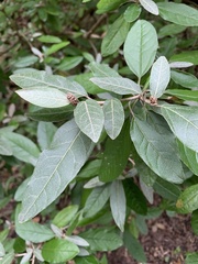 Croton alabamensis