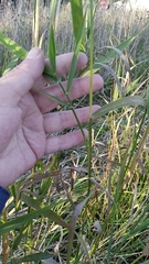 Phalaris arundinacea