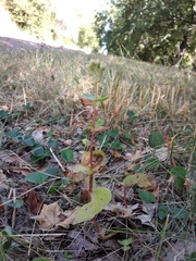 Hylotelephium maximum ruprechtii