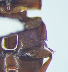 Carpophilus marginellus