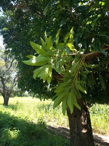 Mangifera indica image