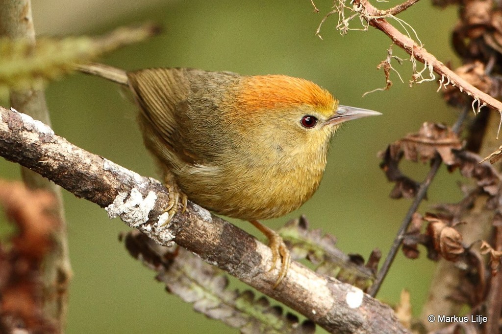 Rufous-capped Babbler photo