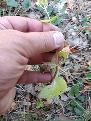 Hylotelephium maximum ruprechtii