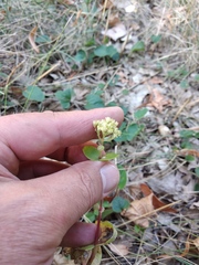 Hylotelephium maximum ruprechtii