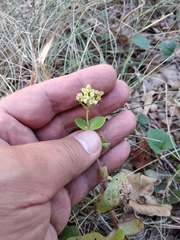 Hylotelephium maximum ruprechtii