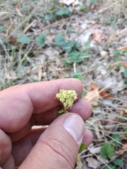 Hylotelephium maximum ruprechtii