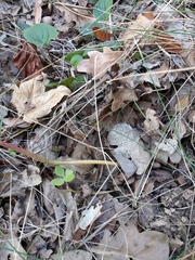 Hylotelephium maximum ruprechtii