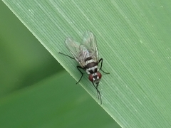 Limnophora obsignata