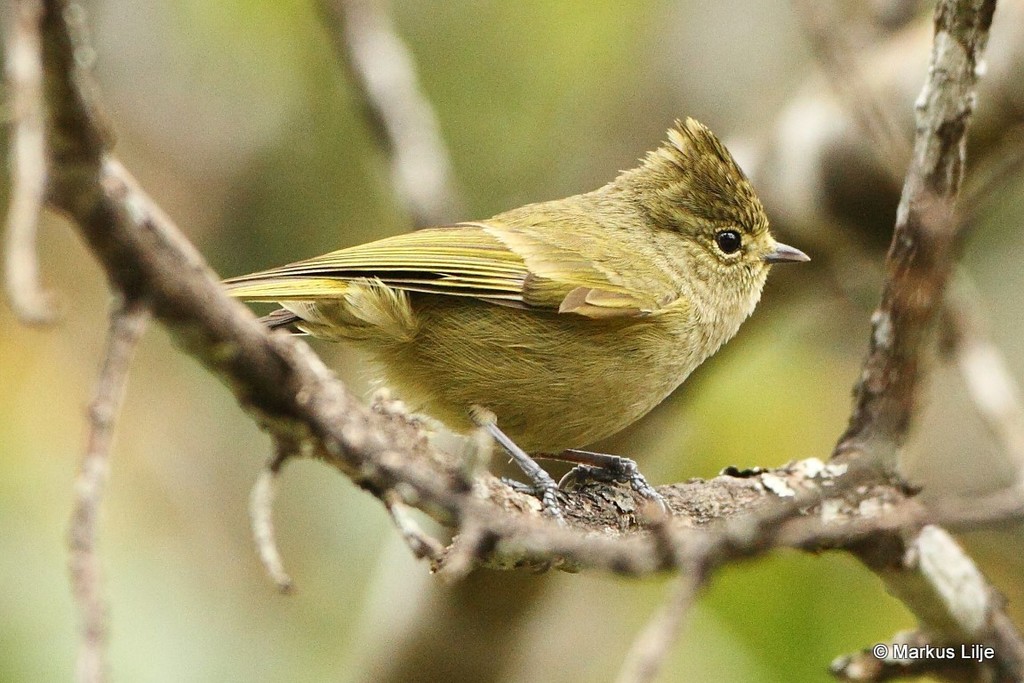 Yellow-browed Tit (Sylviparus modestus) photo