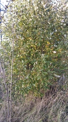 Salix caprea